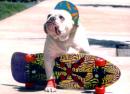 Skateboard